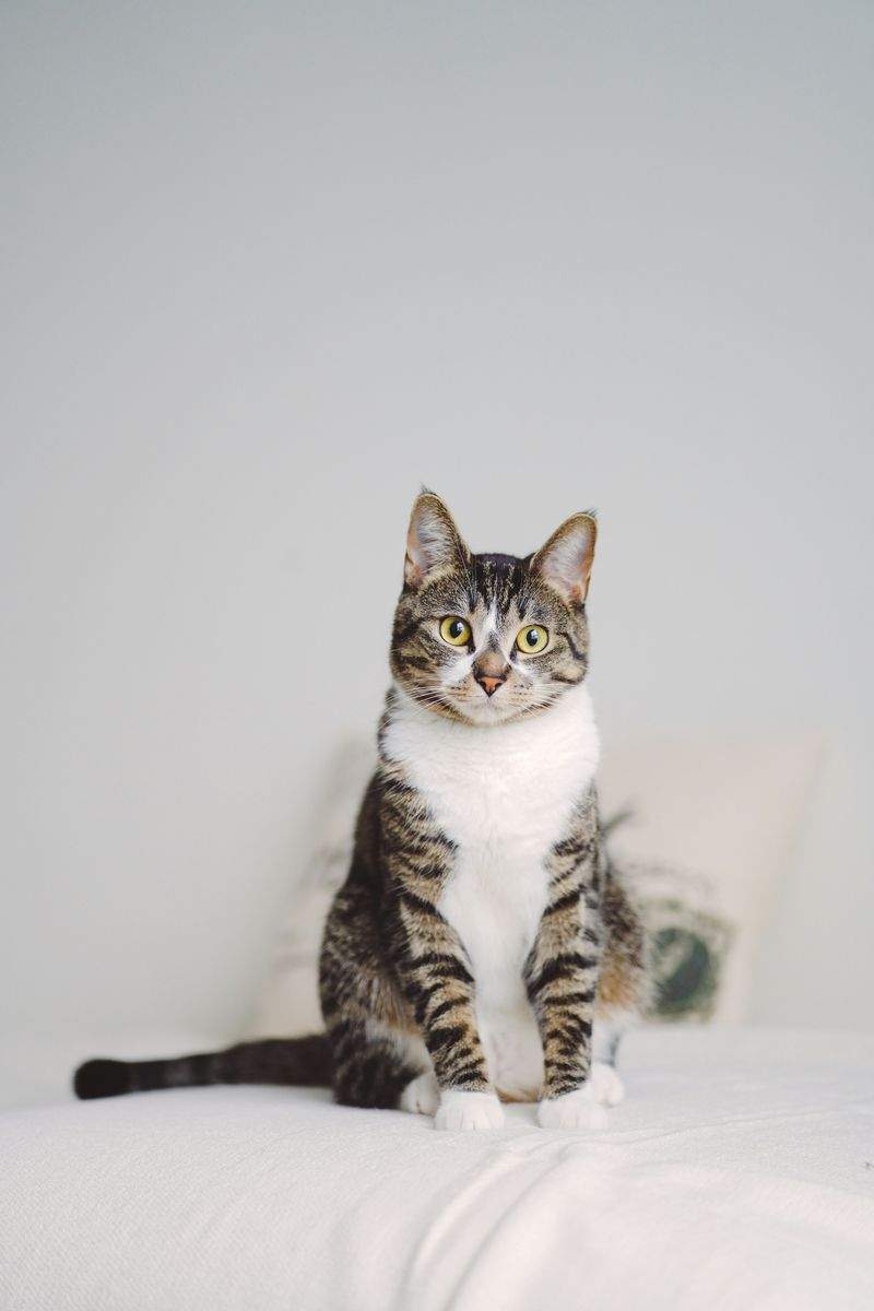 春の換毛期に向けた猫のお手入れポイント