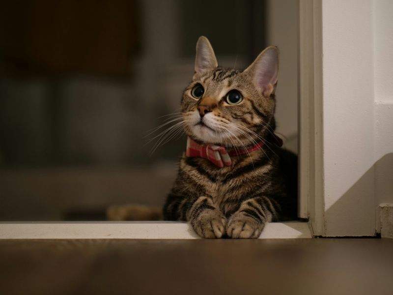 初めてのキャットフード選びで大切にしたいこと