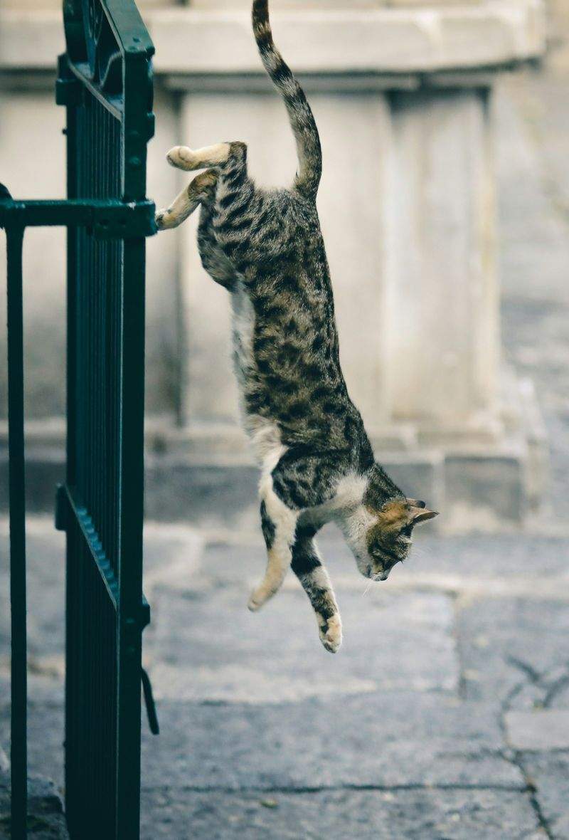 ねこライフサポート株式会社 1