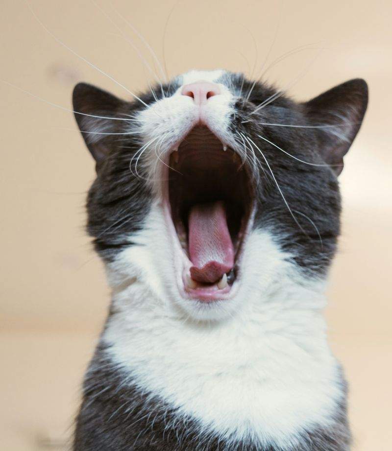 ねこライフサポート株式会社 11