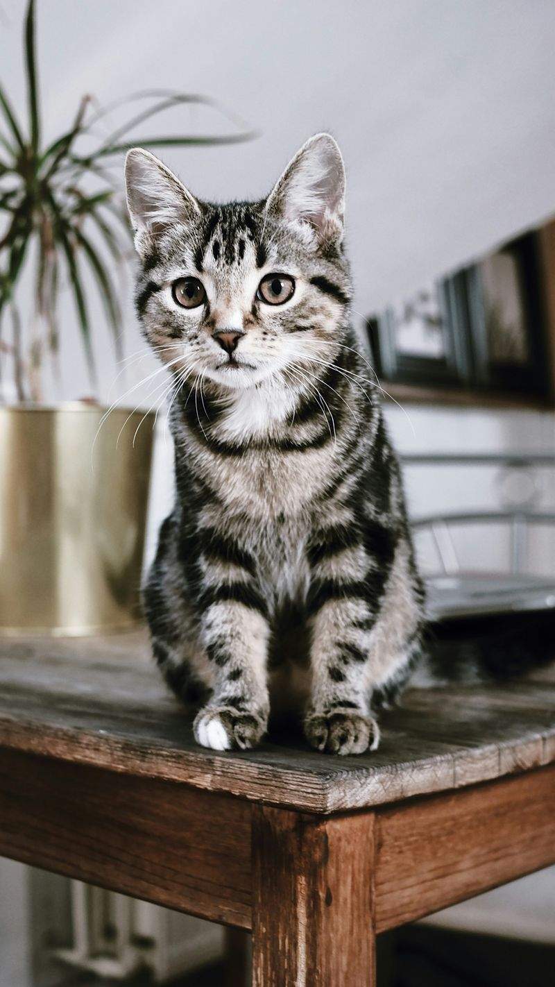 ねこライフサポート株式会社 3