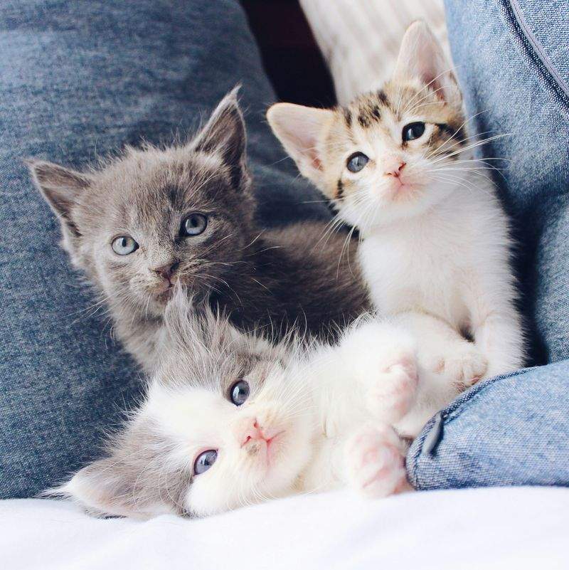 猫の健康相談