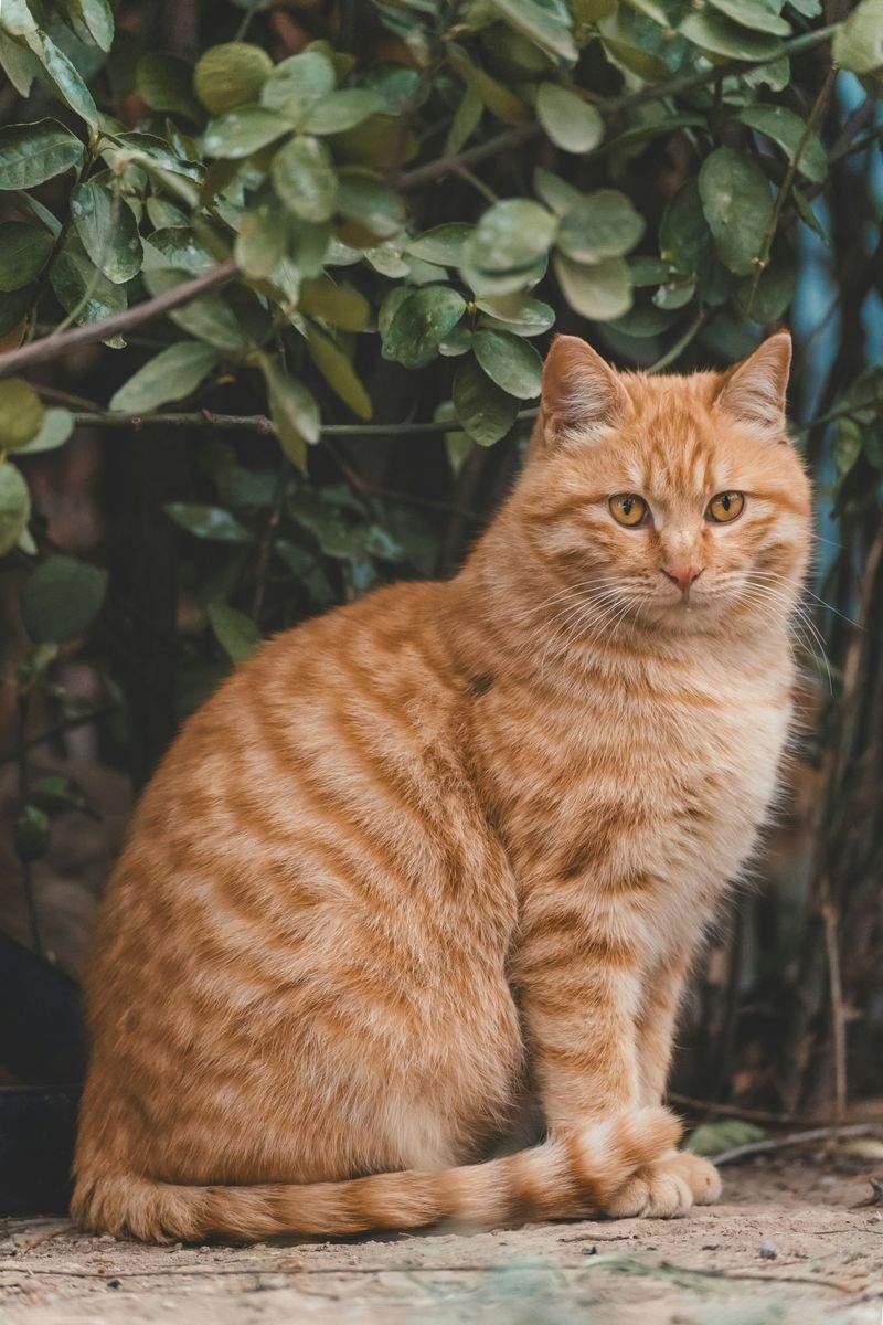 猫用品・フードの定期配送
